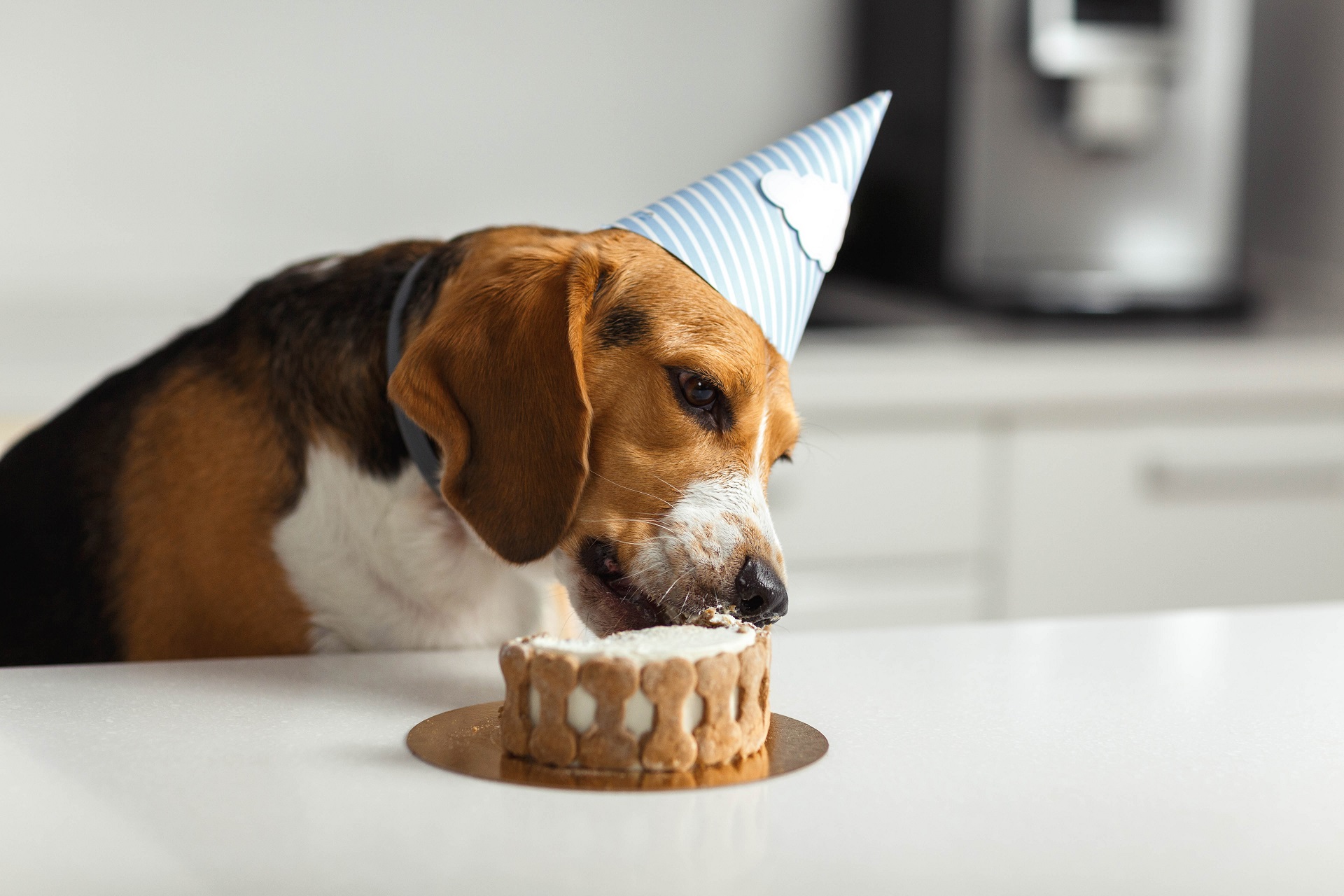 Torta per cani: tante idee per Fido