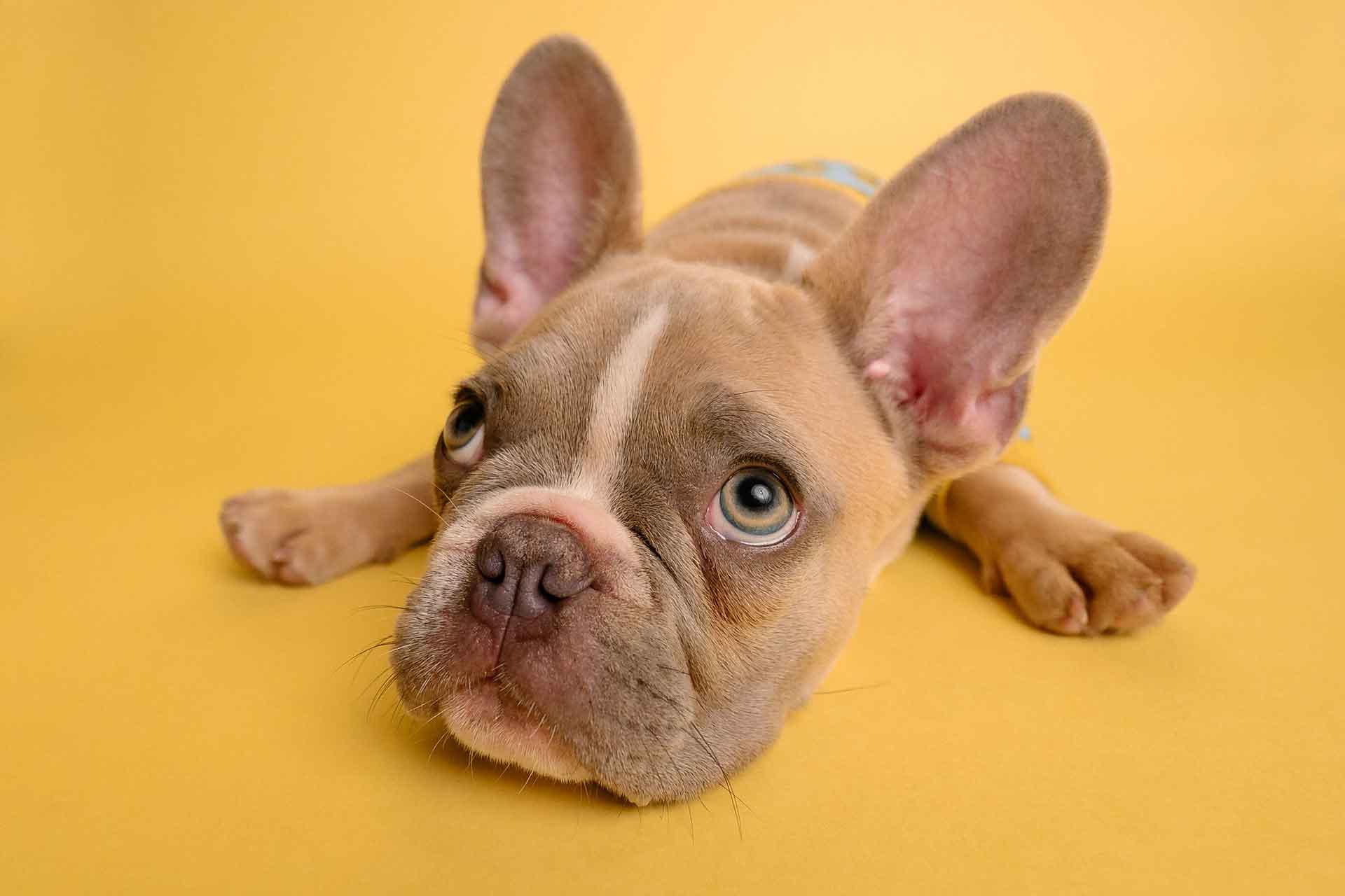 La migliore musica rilassante per cani