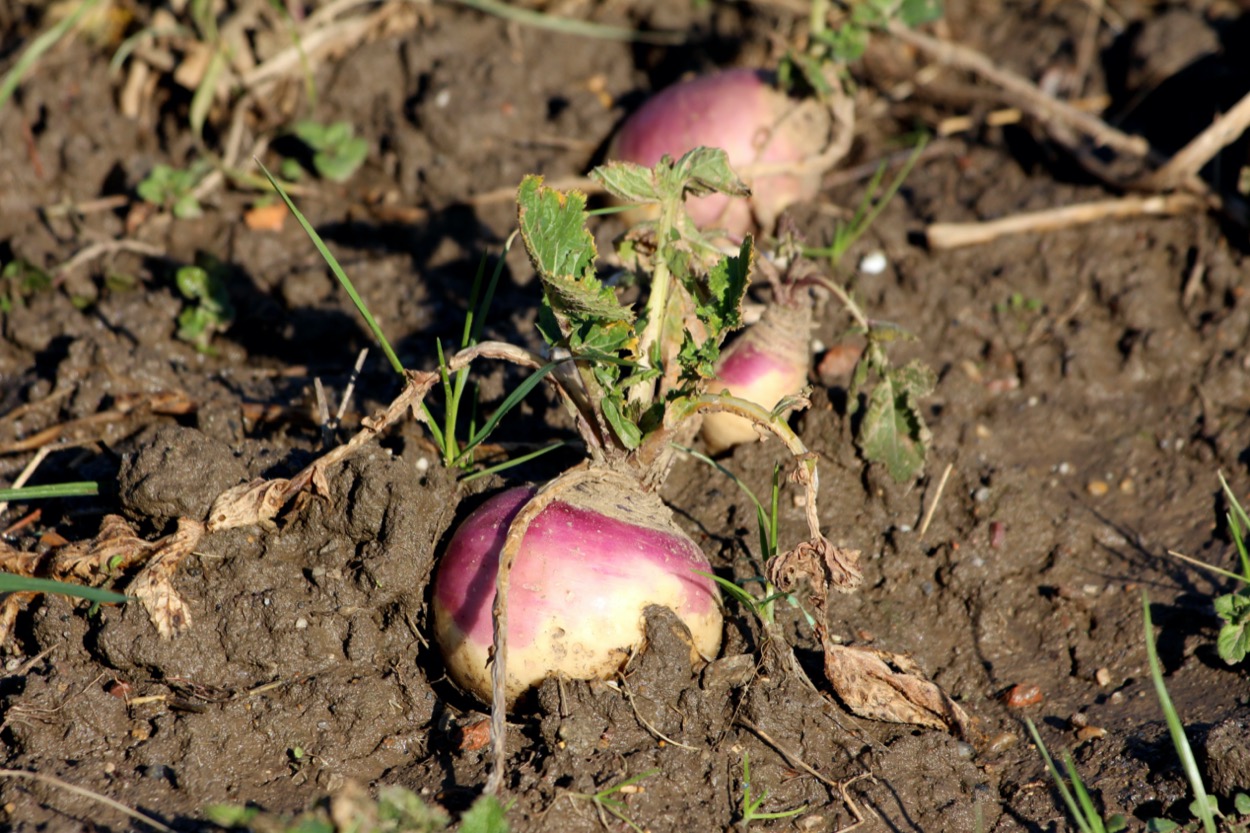 Rutabaga: cos'è e come si cucina questo ortaggio