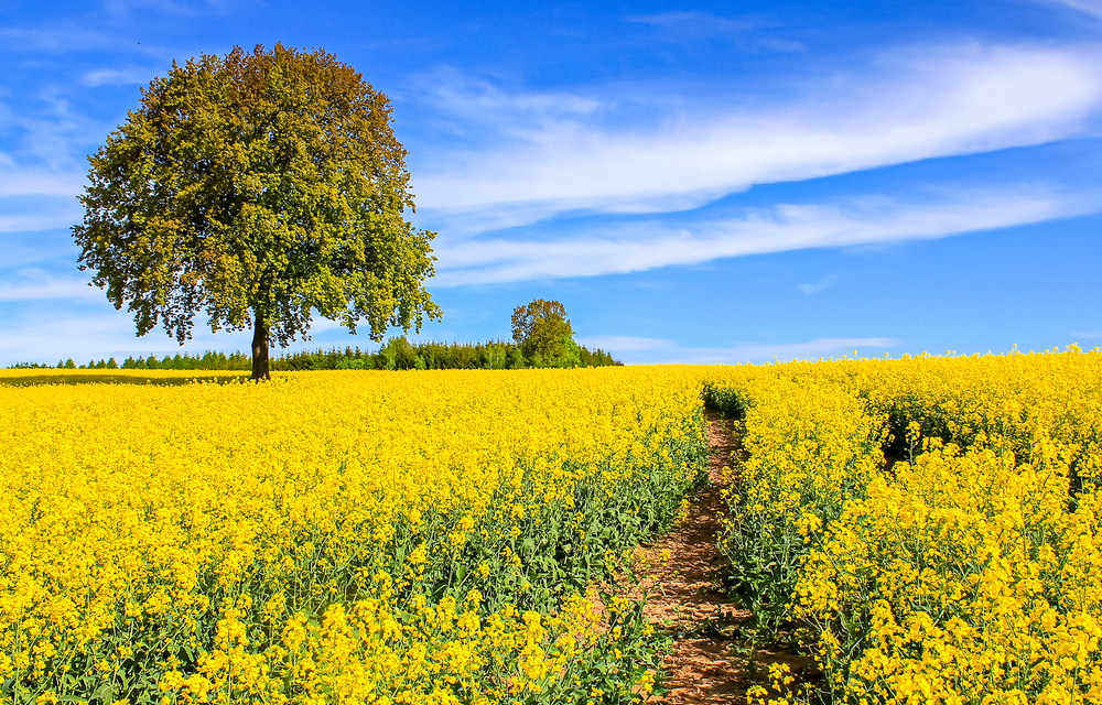 sfondi-desktop-paesaggi-estivi-9.jpg