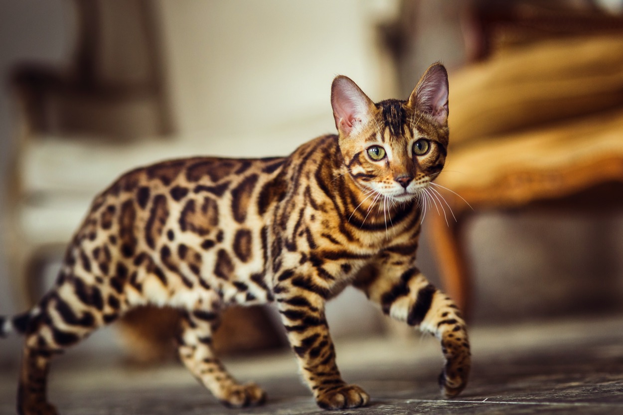Gatti che non danno allergia: le razze da conoscere