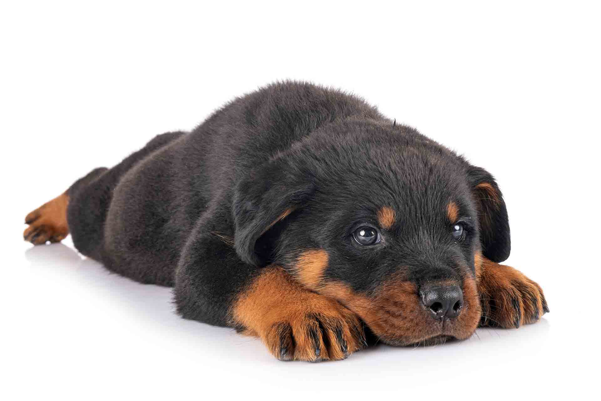 Rottweiler: caratteristiche e aspetto di un cane amatissimo