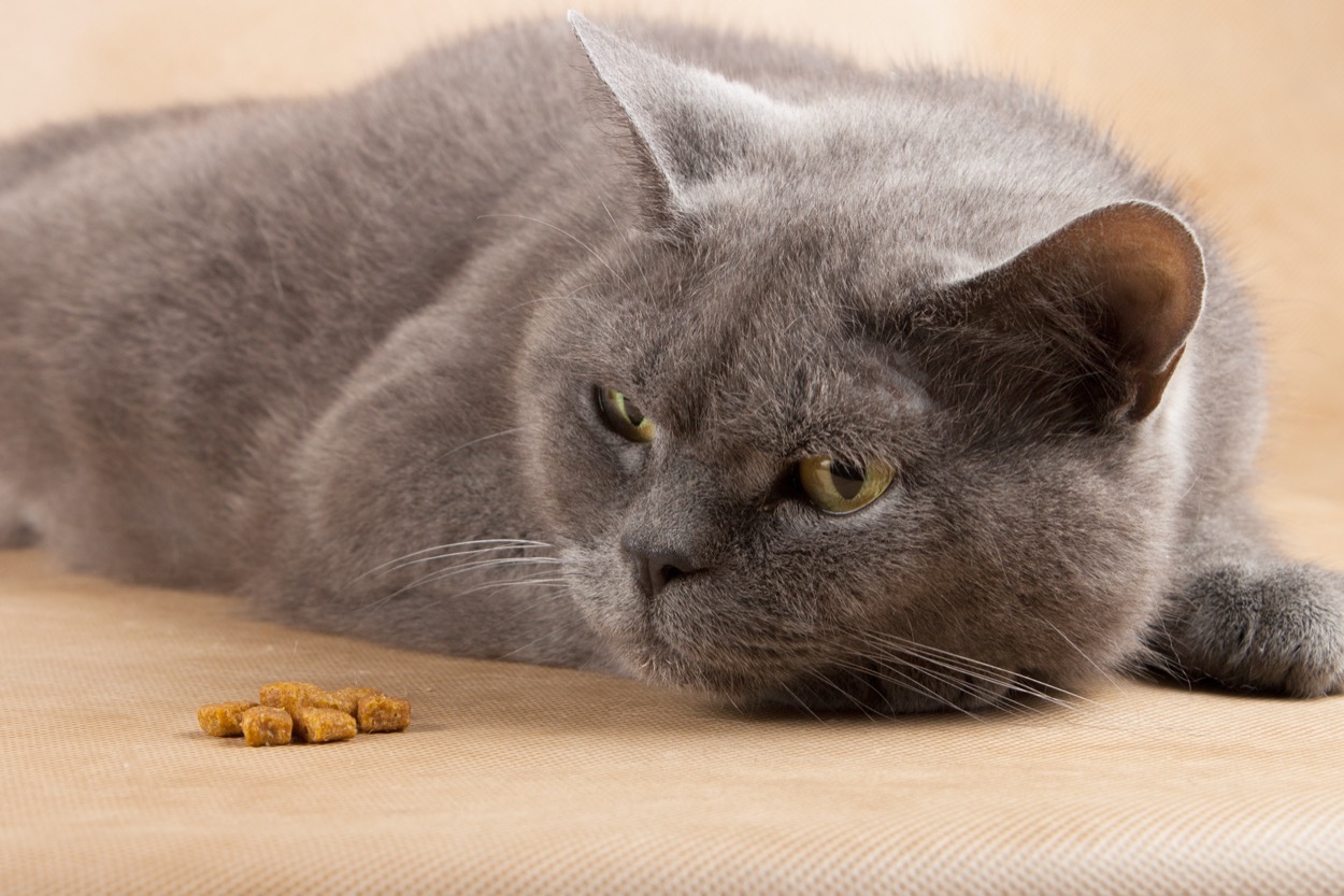 Il gatto non mangia e vomita: cosa fare