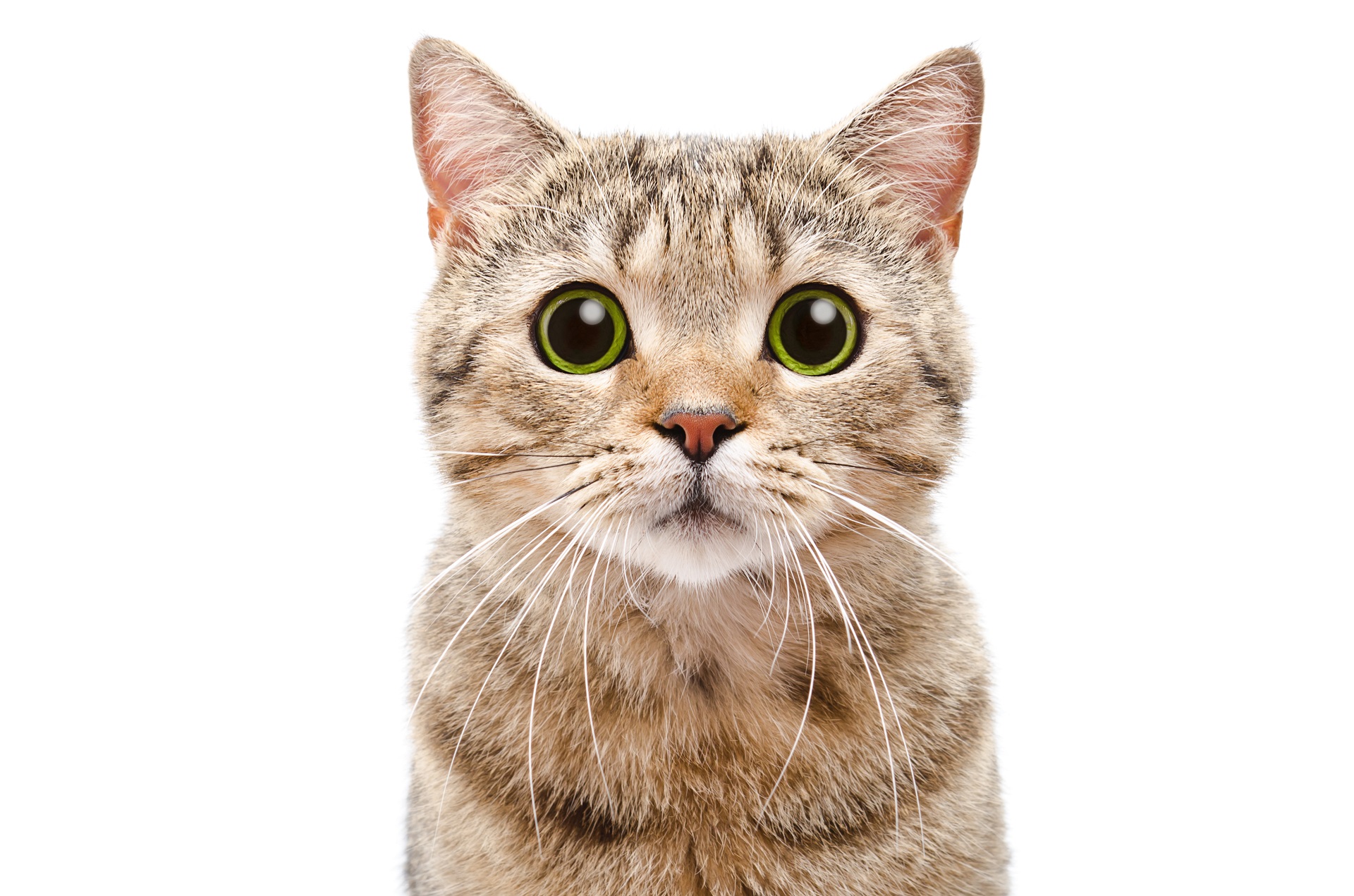 Nomi per gatti maschi: i più curiosi