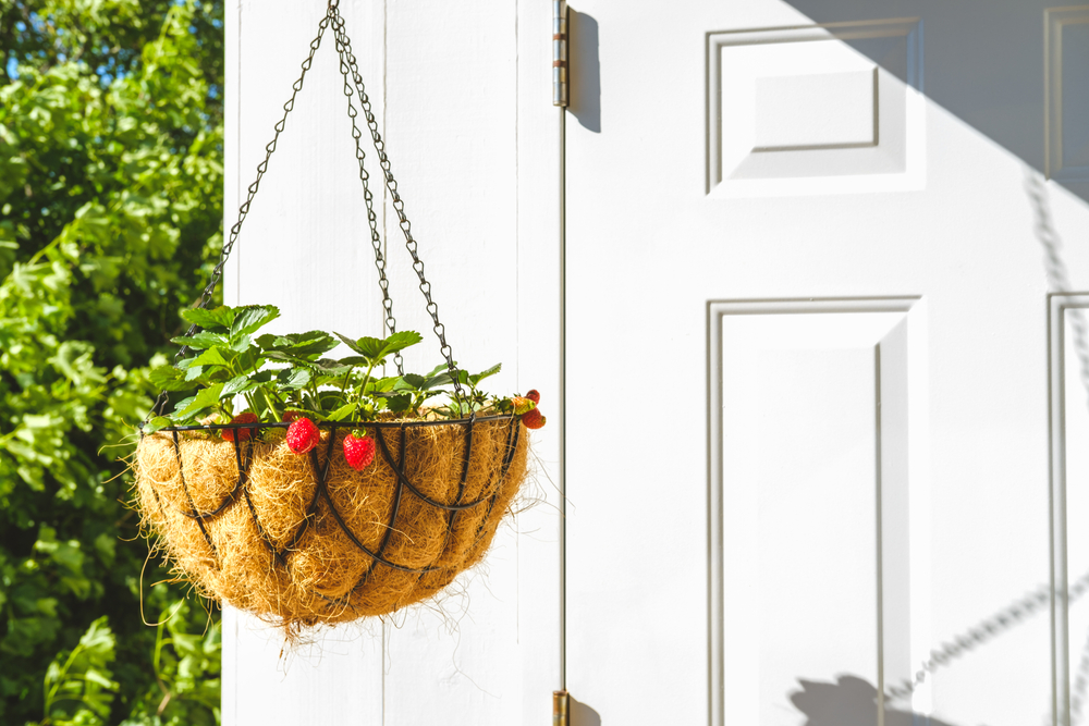 Come coltivare le fragole sospese: 5 idee