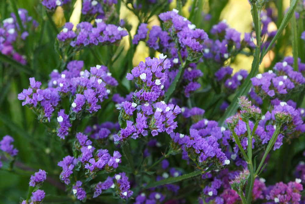 Come coltivare lo statice: 12 consigli per i fiori di carta