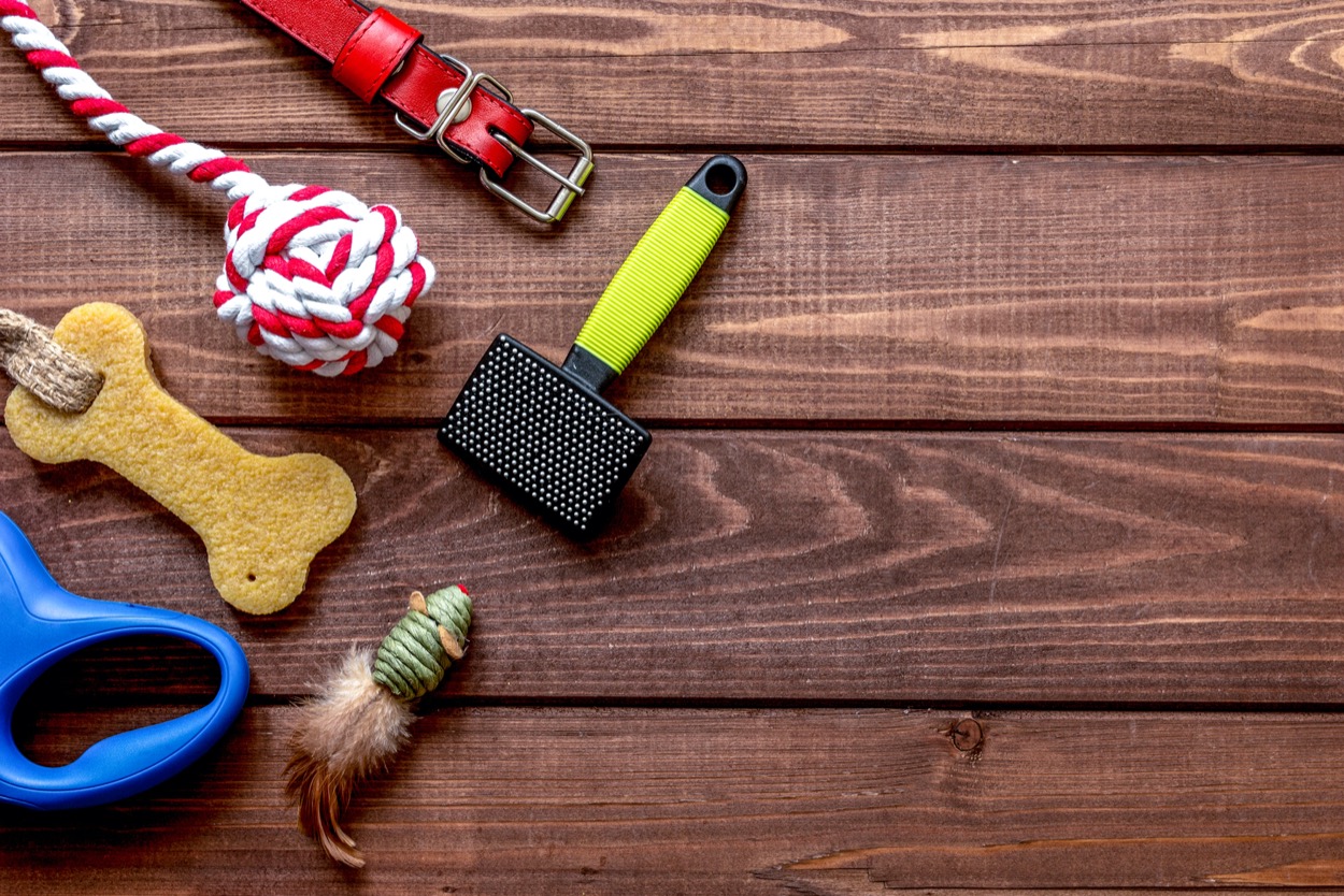 Accessori per cani: quali sono gli indispensabili da avere in casa