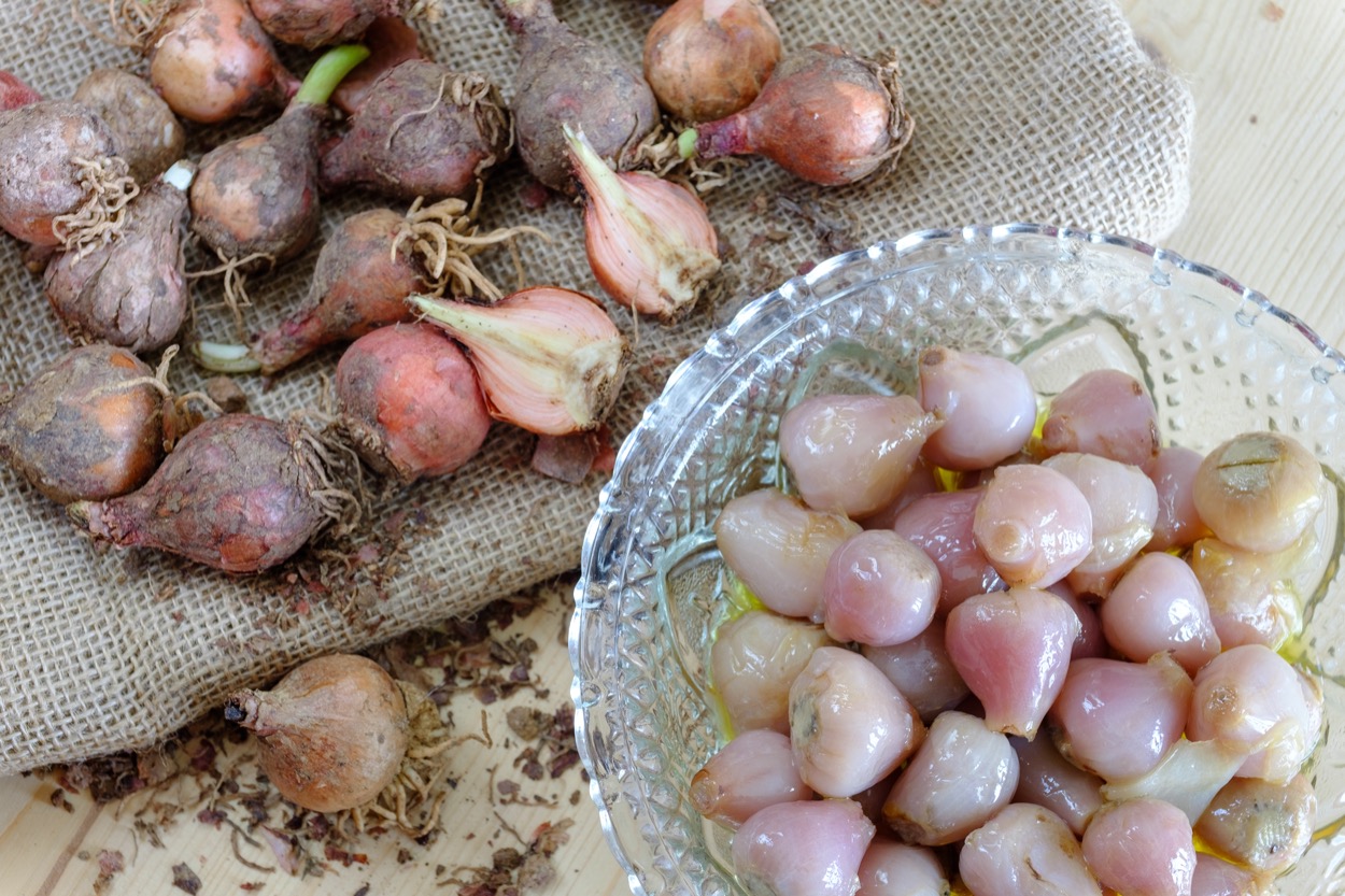 Come si preparano i lampascioni sott'olio