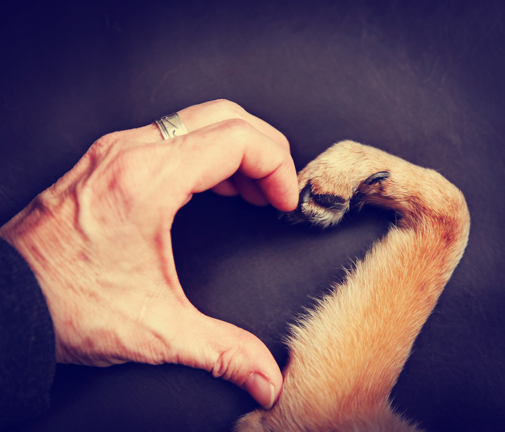 Amore per gli animali: 9 frasi che riconciliano con la natura e il mondo