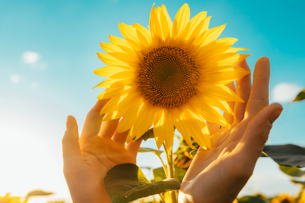 Frasi sui girasoli: le più belle da condividere con gli amici