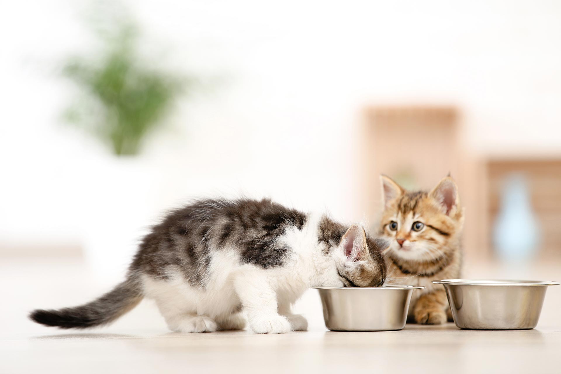 Quanto dura lo svezzamento dei gattini?
