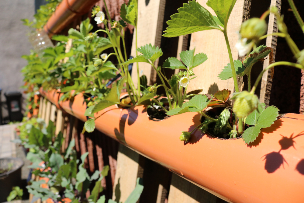 Come coltivare le fragole nel tubo orizzontale