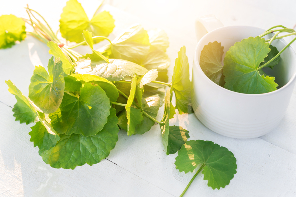 Centella asiatica, i benefici per la tua pelle