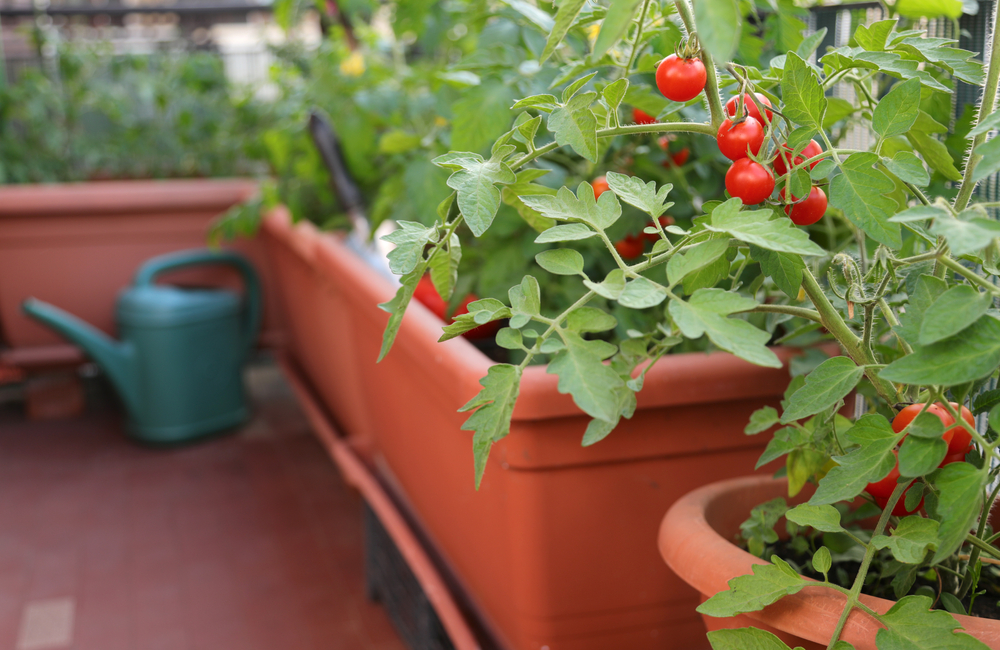 Quali sono i migliori pomodori che puoi usare per cucinare
