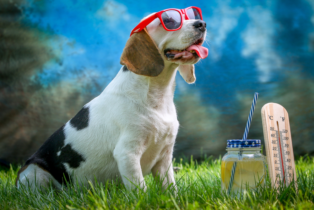 Come rinfrescare il cane quando c'è caldo torrido