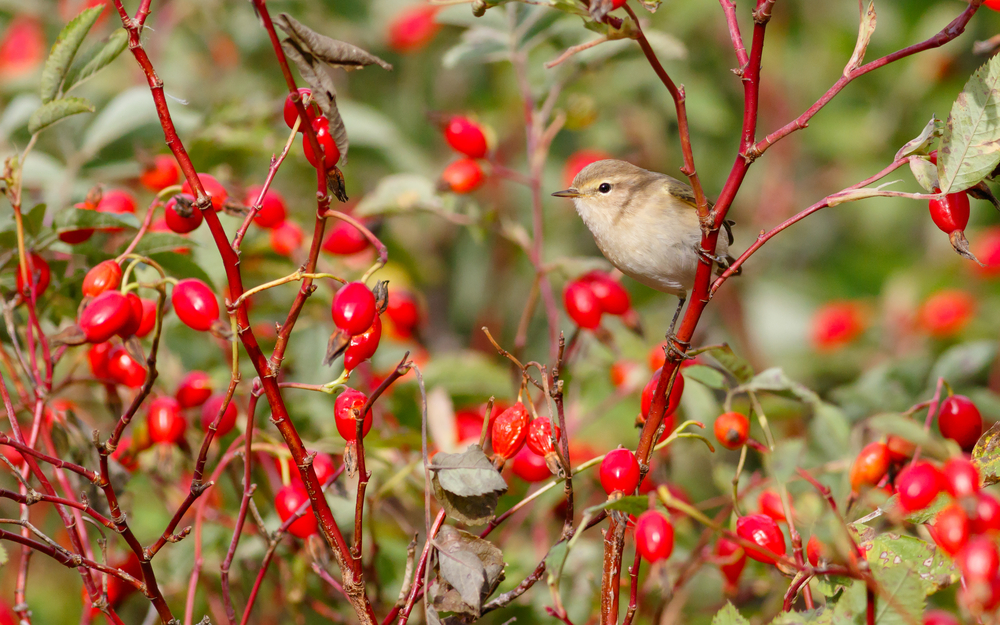 Le piante da giardino migliori per attirare gli uccelli
