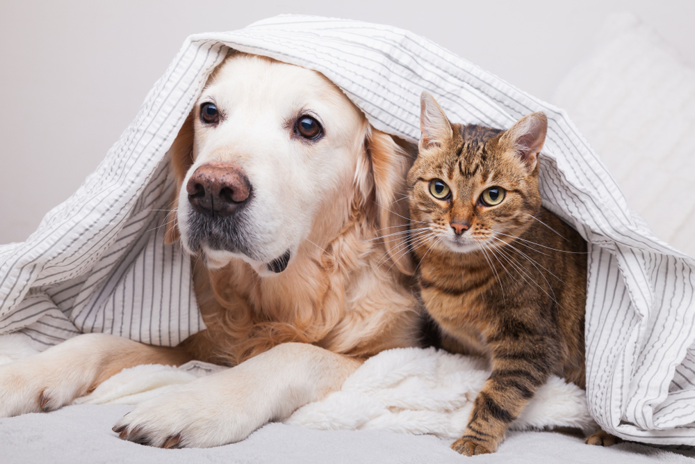 6 consigli per risparmiare sulle spese del tuo animale