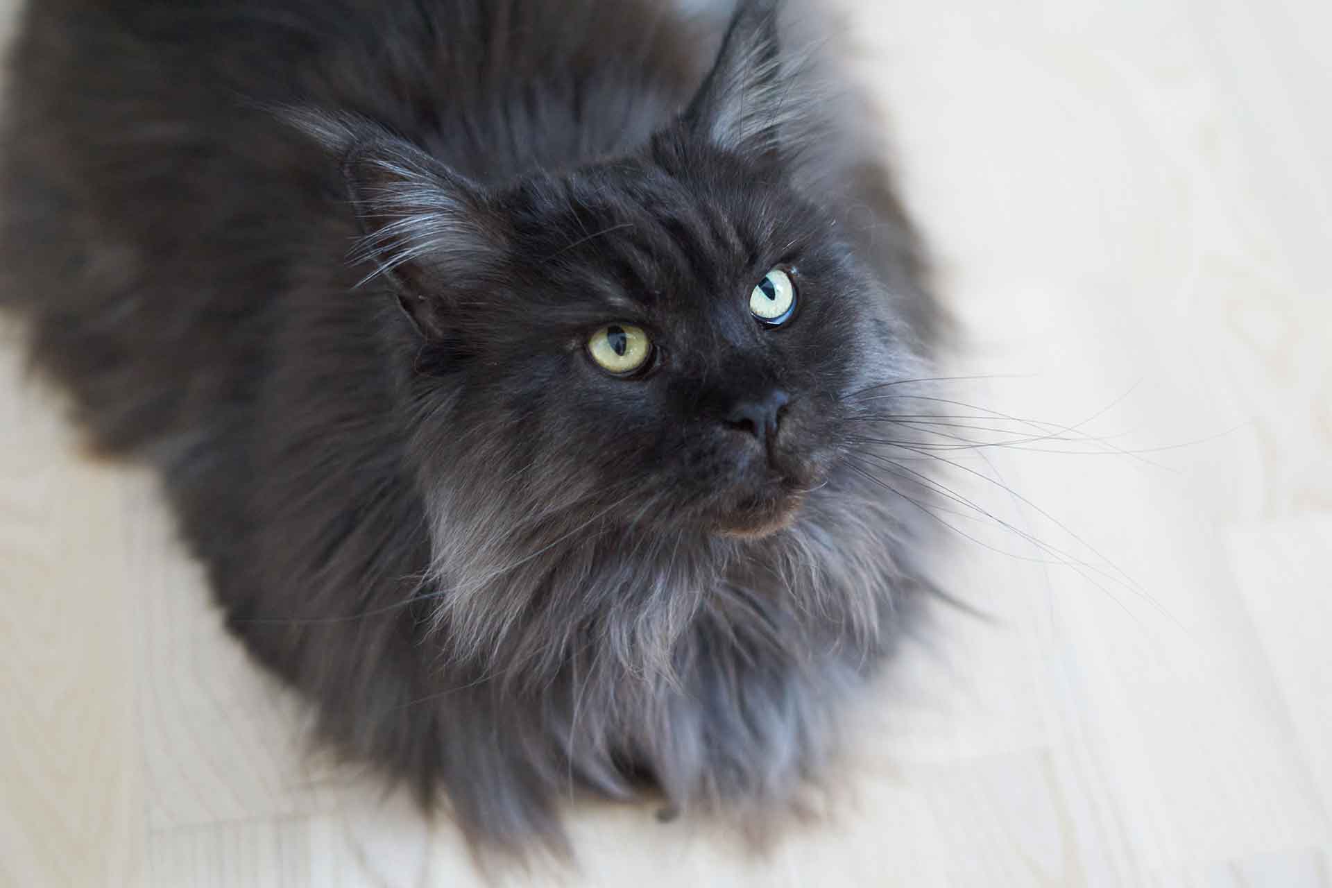 Come spazzolare i gatti: consigli per fare velocemente