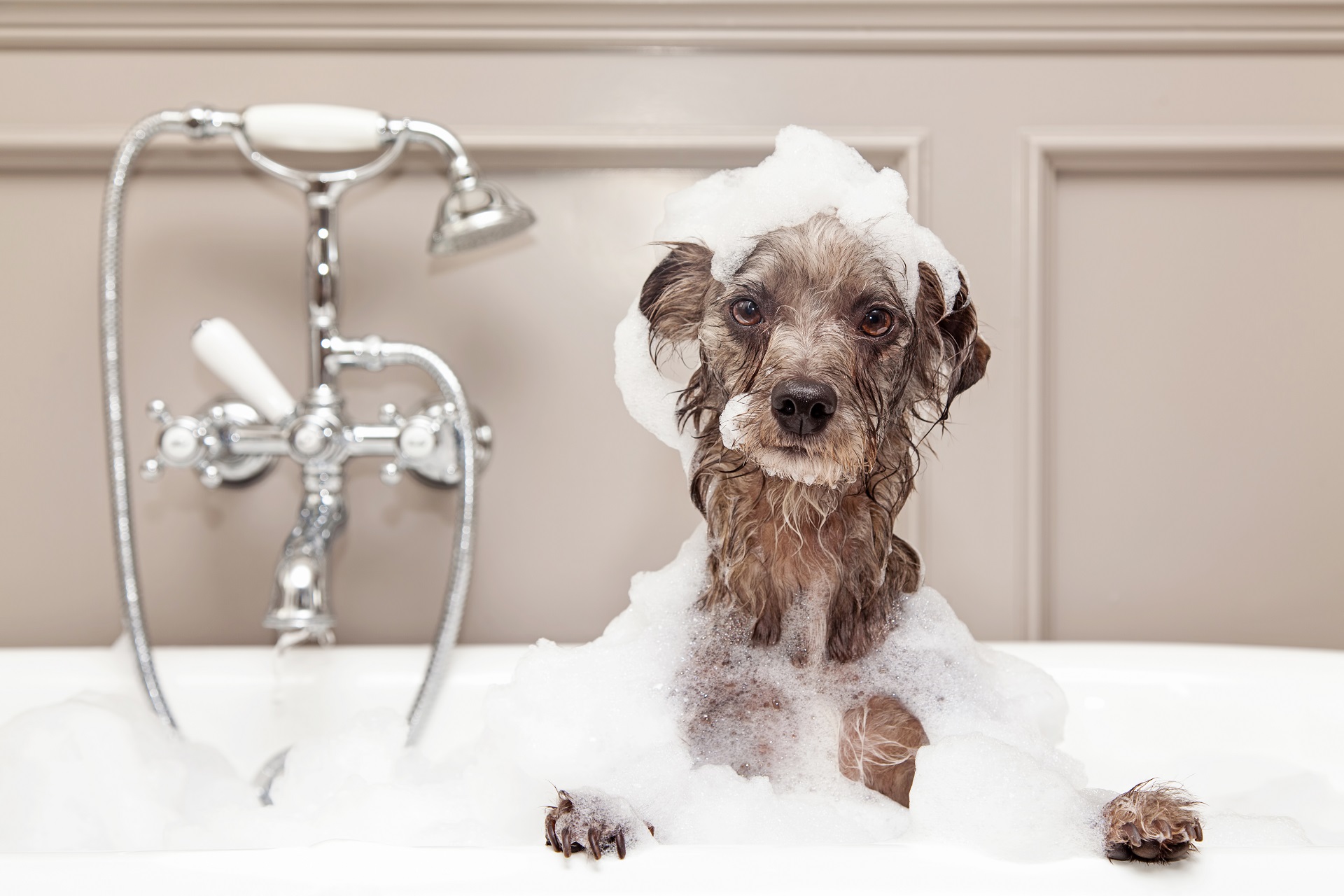 Ogni quanto tempo lavare il cane?
