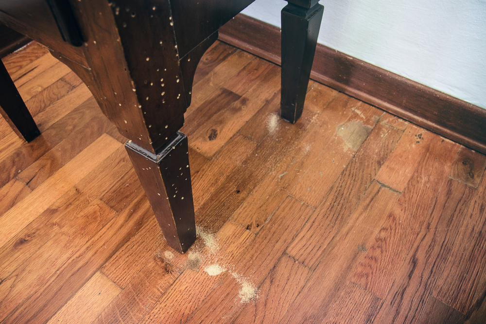 Come capire se ci sono i tarli nel legno: 5 indizi
