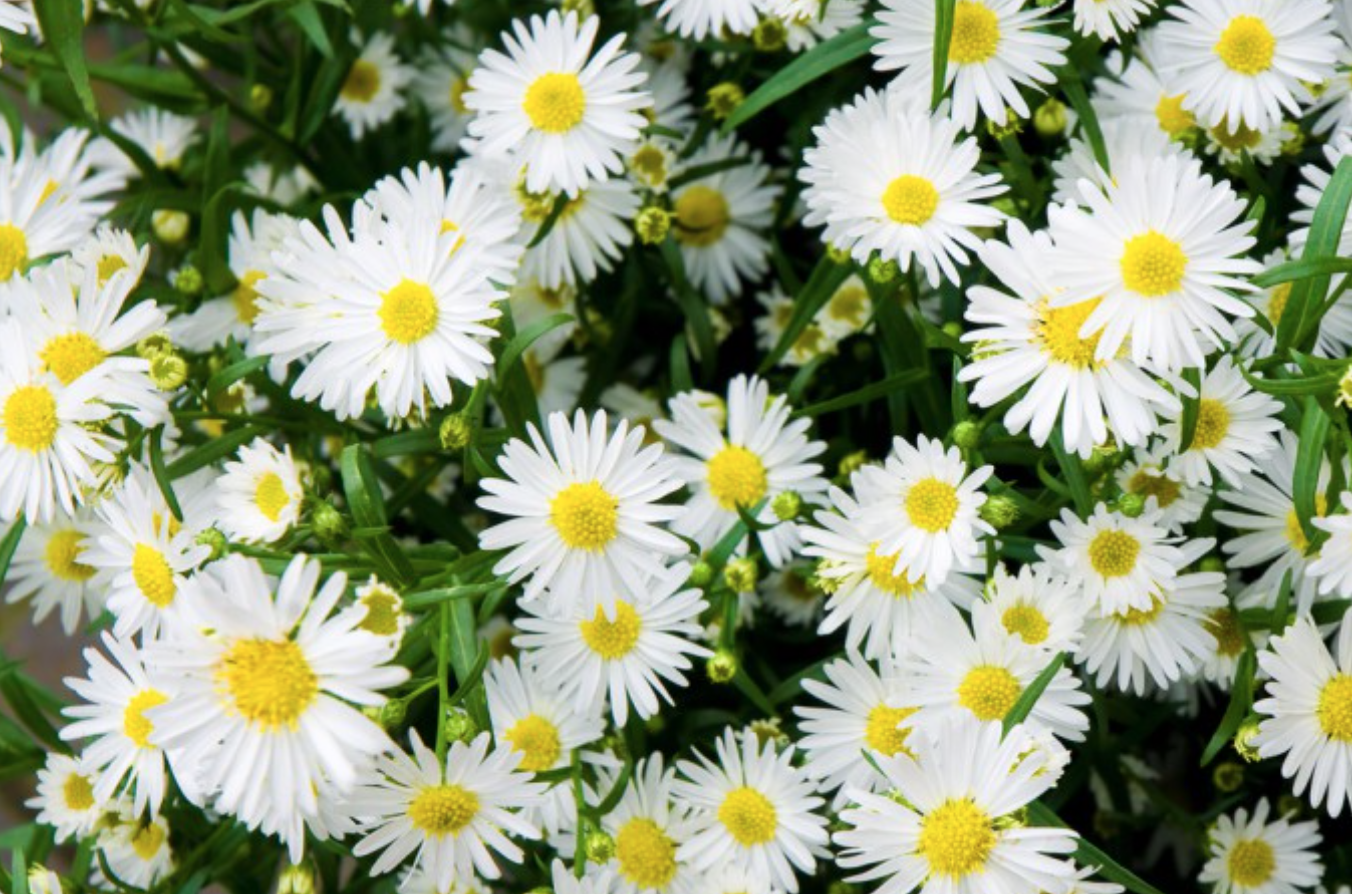 Cambiare colore ai fiori: il trucco per divertire i bambini