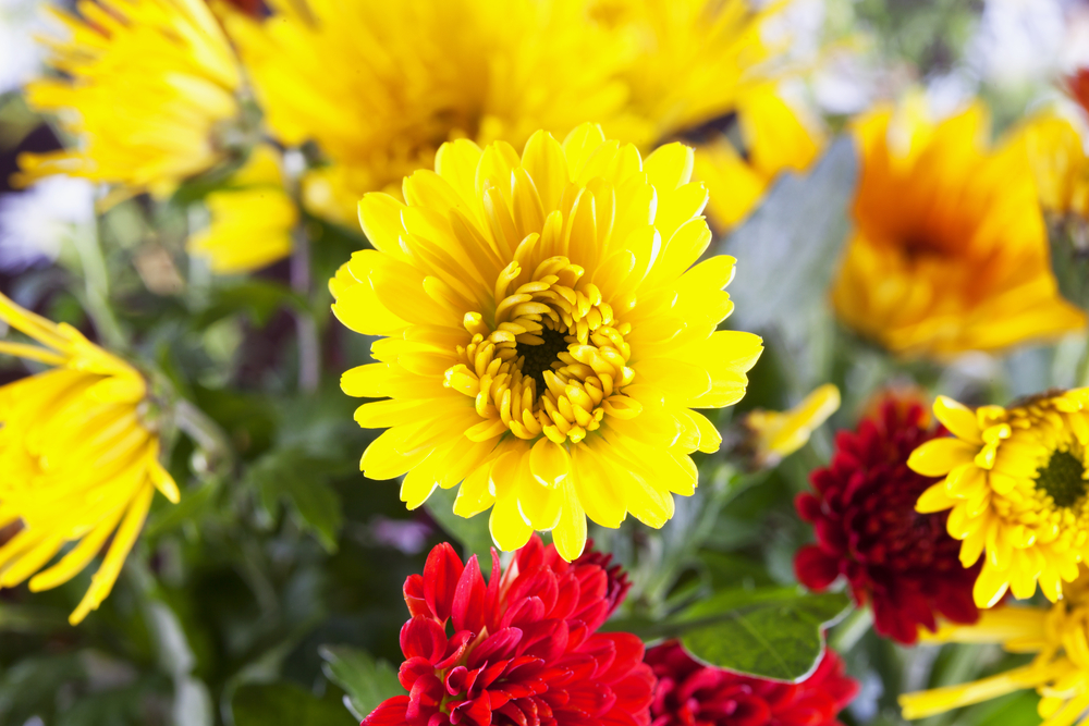 Come far fiorire i crisantemi a novembre: 7 trucchi da provare