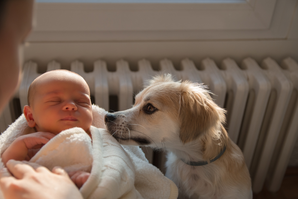 Cane e neonati, come preparare il cucciolo all'arrivo di un bambino