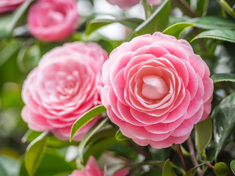Come coltivare le camelie: 11 consigli utili