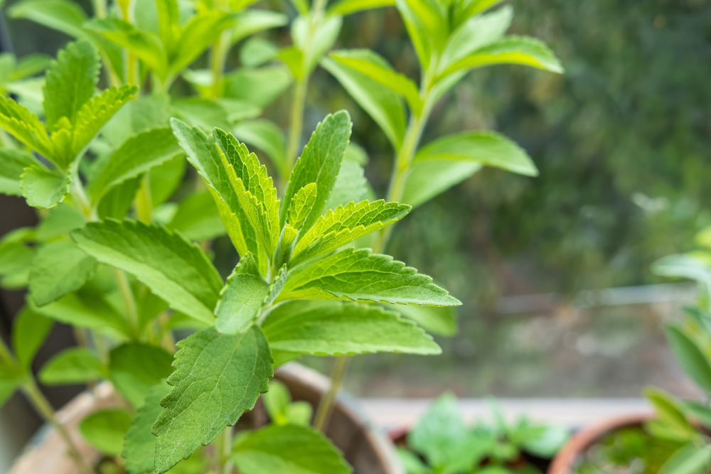 Come coltivare la stevia: 8 consigli utili per la cura