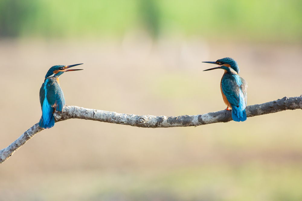 Come riconoscere un uccello malato