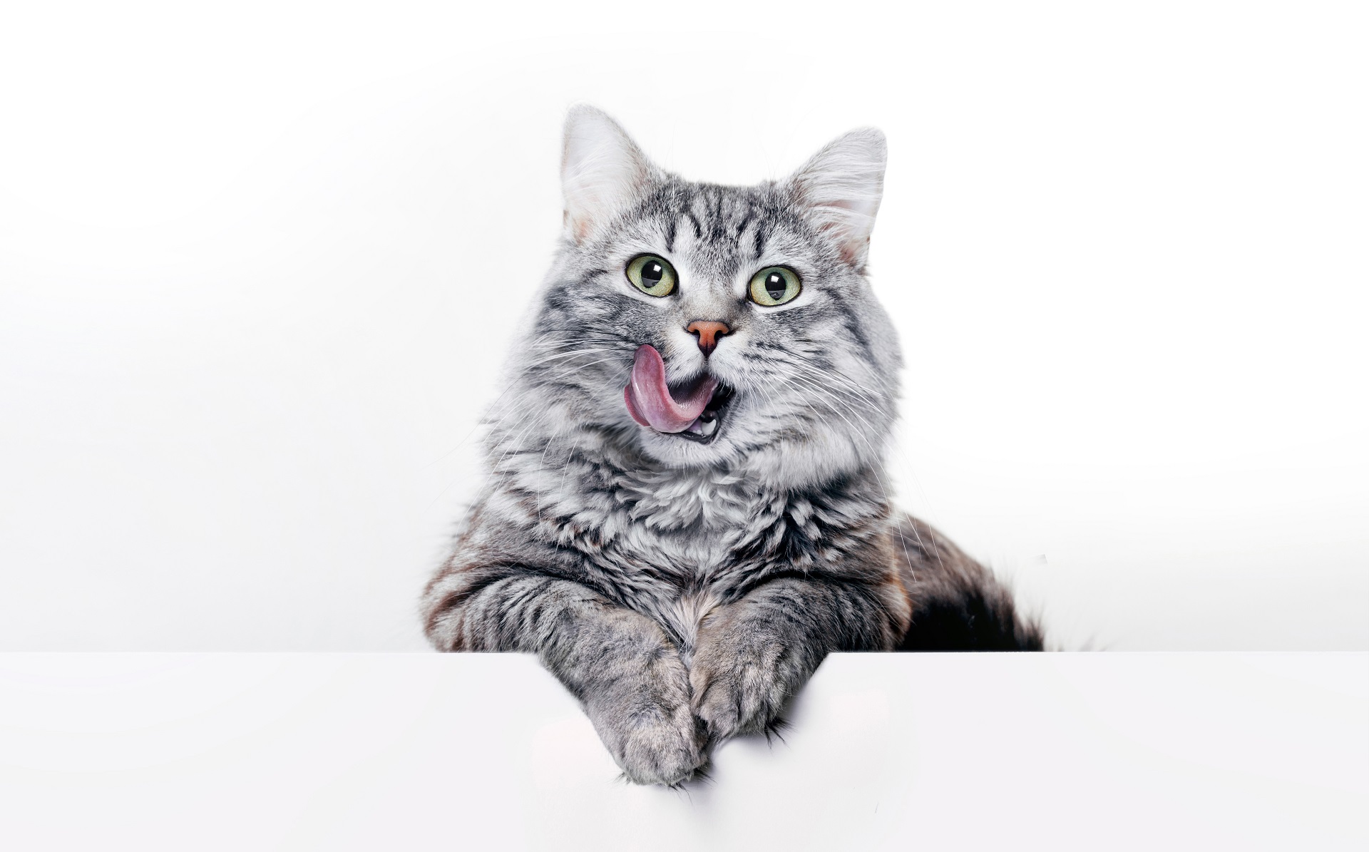 Le 10 razze di gatti più diffuse in Italia