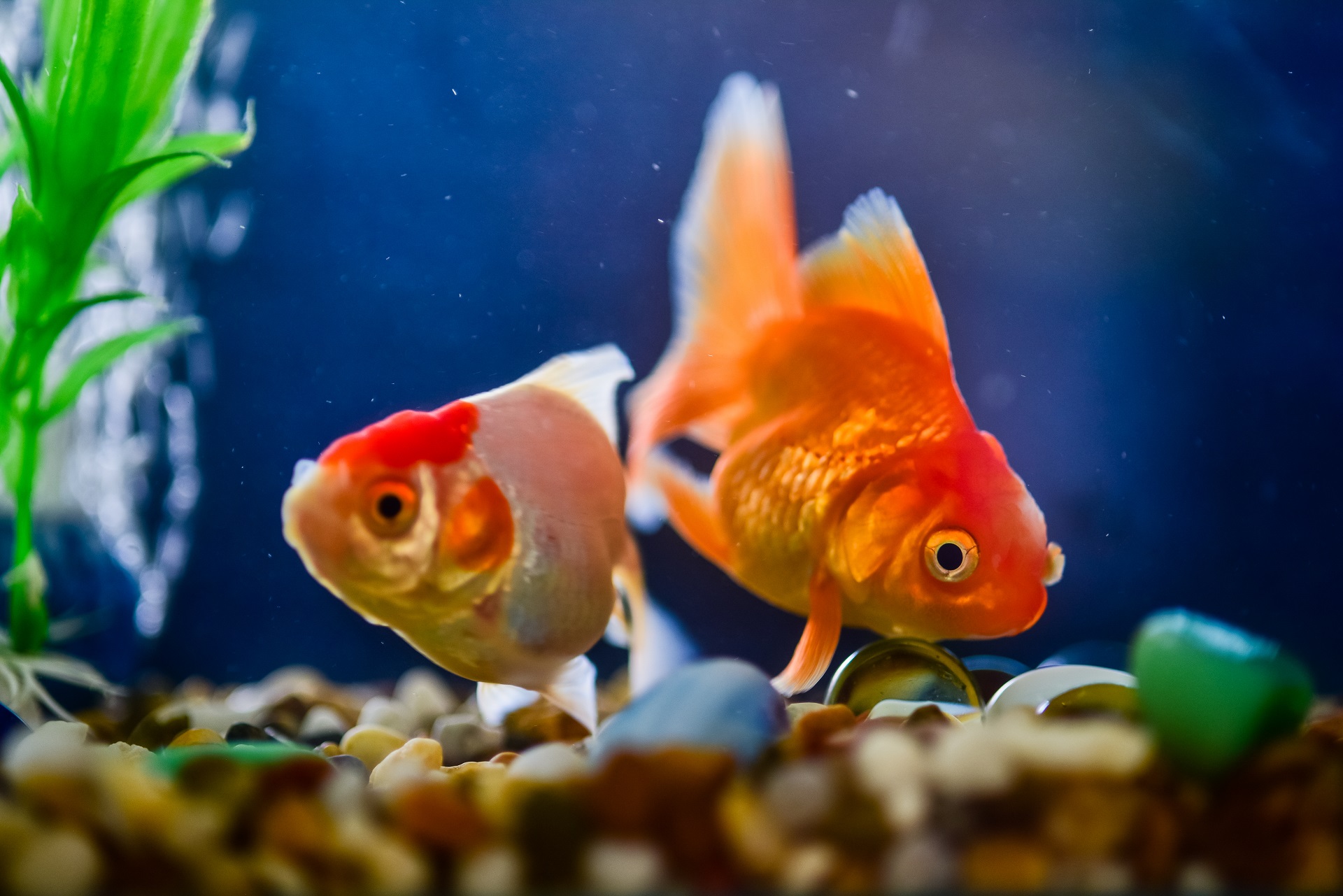 Nomi per pesci rossi: come chiamare i nostri pets acquatici?