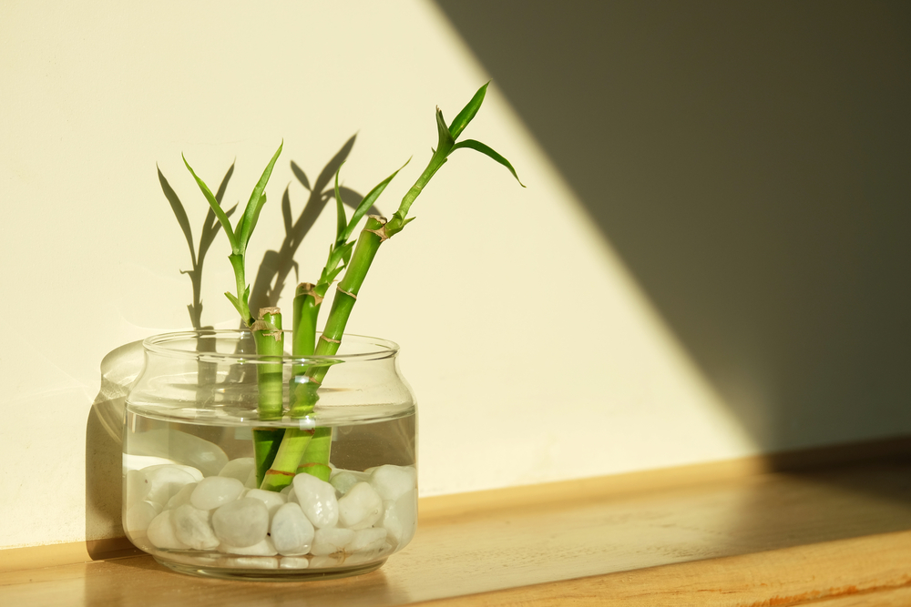 5 piante che puoi coltivare in acqua