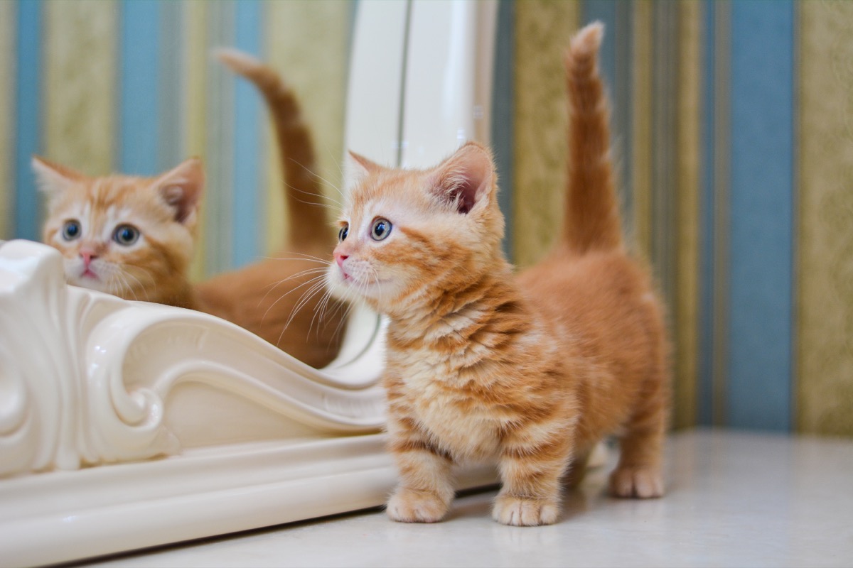 Le razze di gatti che rimangono piccoli da conoscere