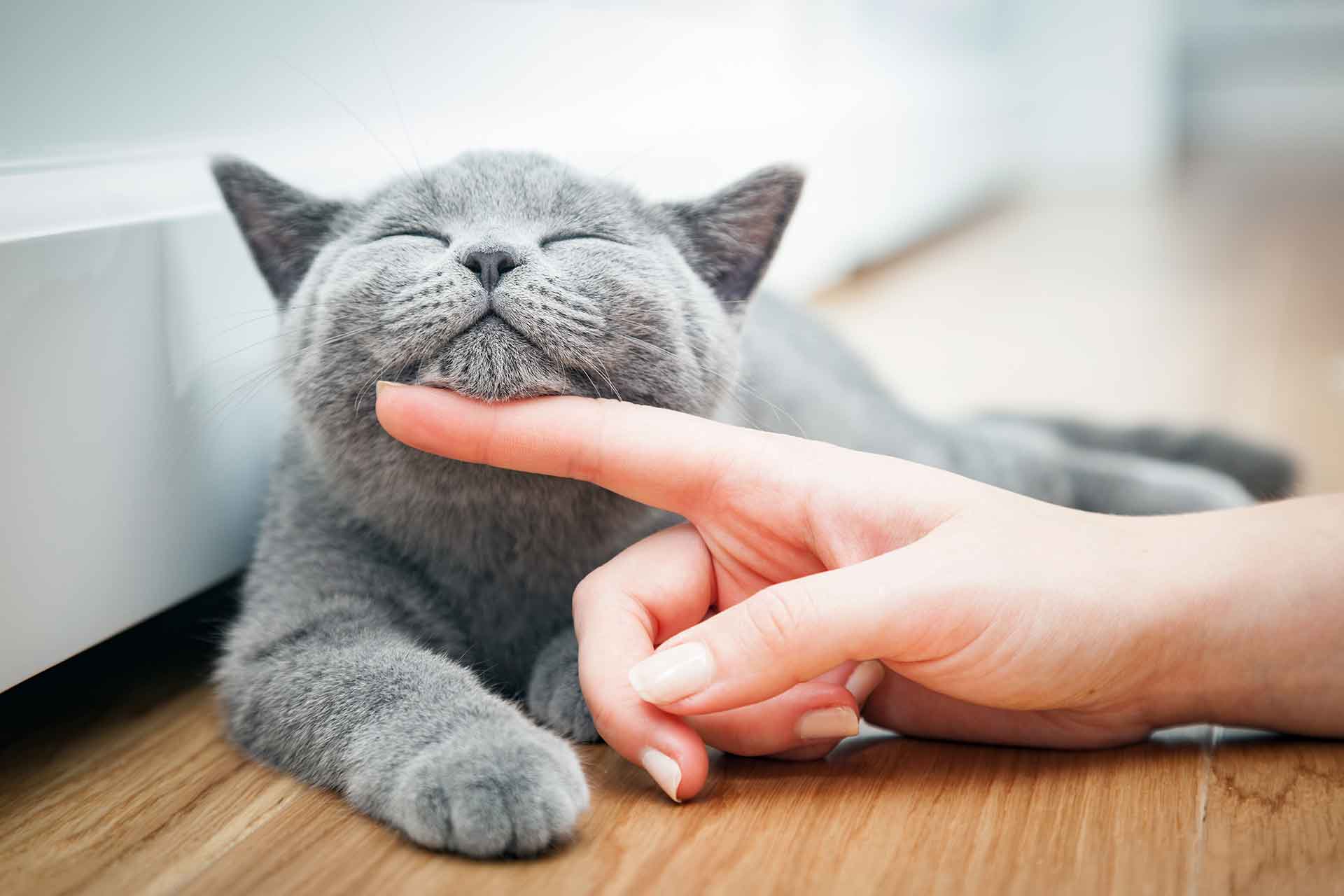 Fusa del gatto, cosa sono e perché le fa