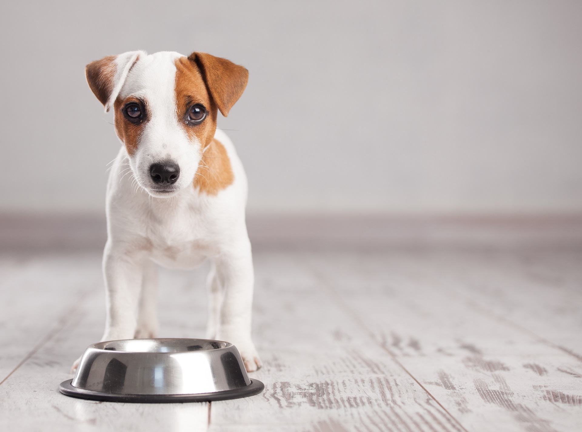Come pulire la ciotola del cane