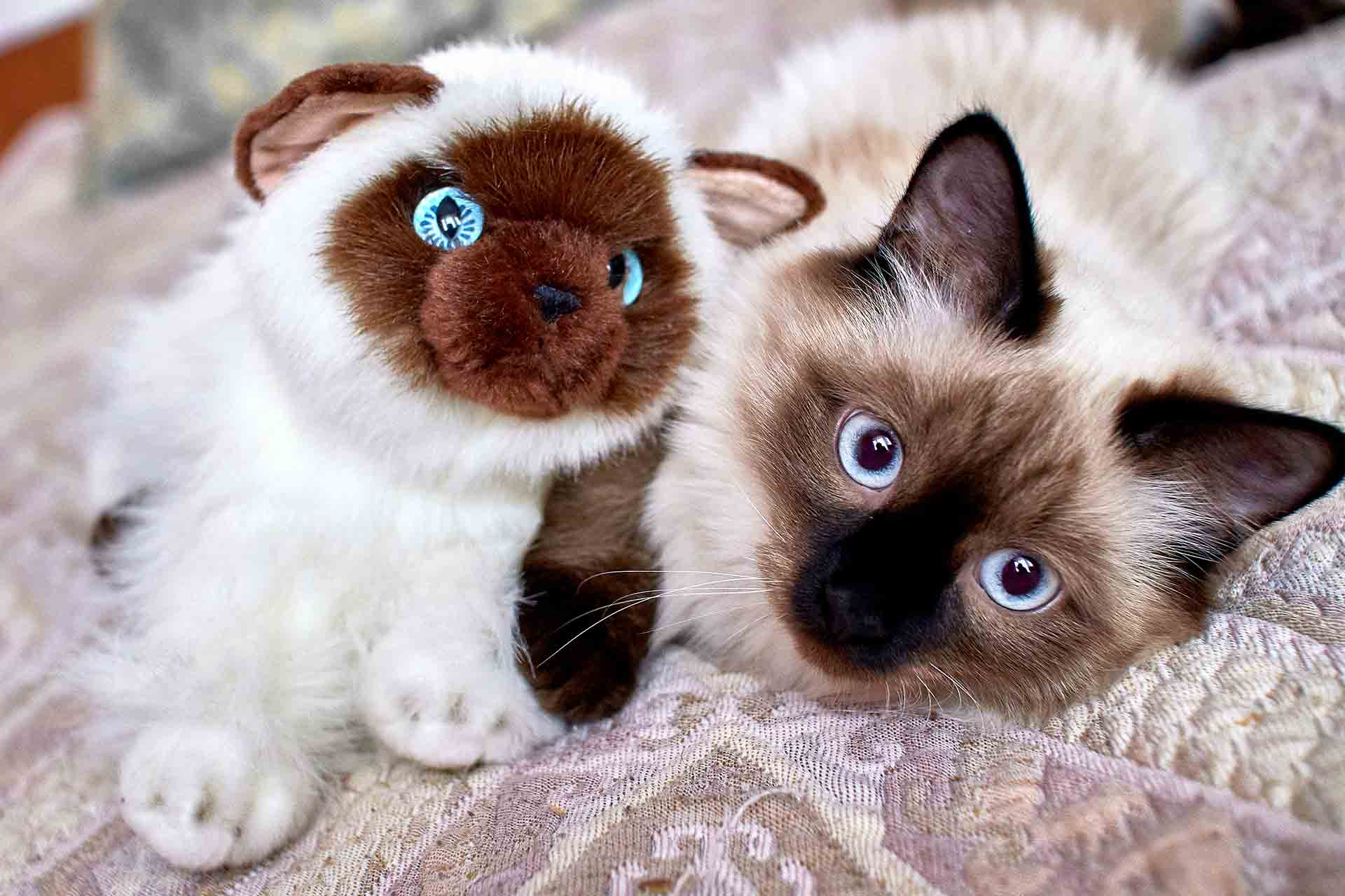 Gatti siamesi:10 curiosità che forse non conosci