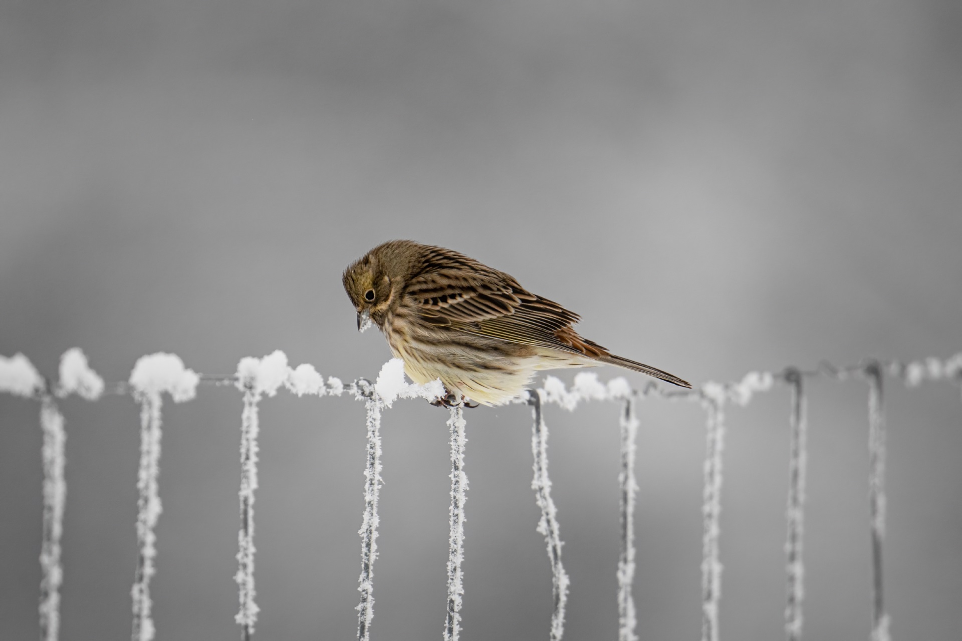 Inverno di Vivaldi: la spiegazione dell'opera per bambini piccoli e grandi