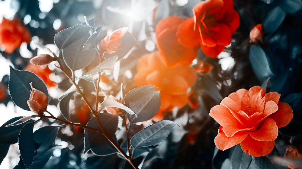 Quali fiori coltivare per San Valentino: 5 idee particolari