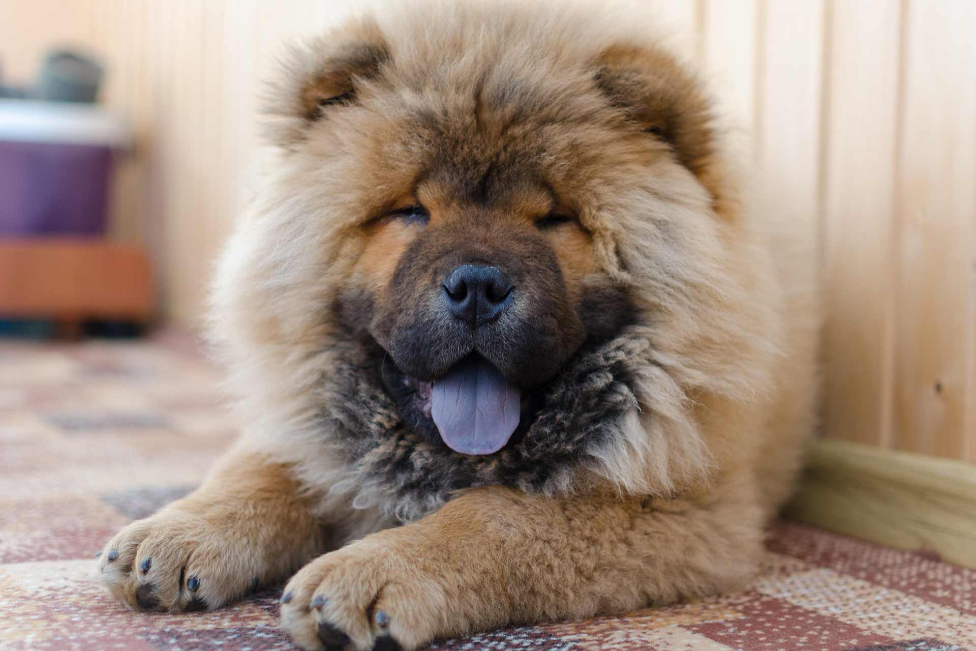 Chow Chow: aspetto, caratteristiche e carattere di un cane morbidissimo