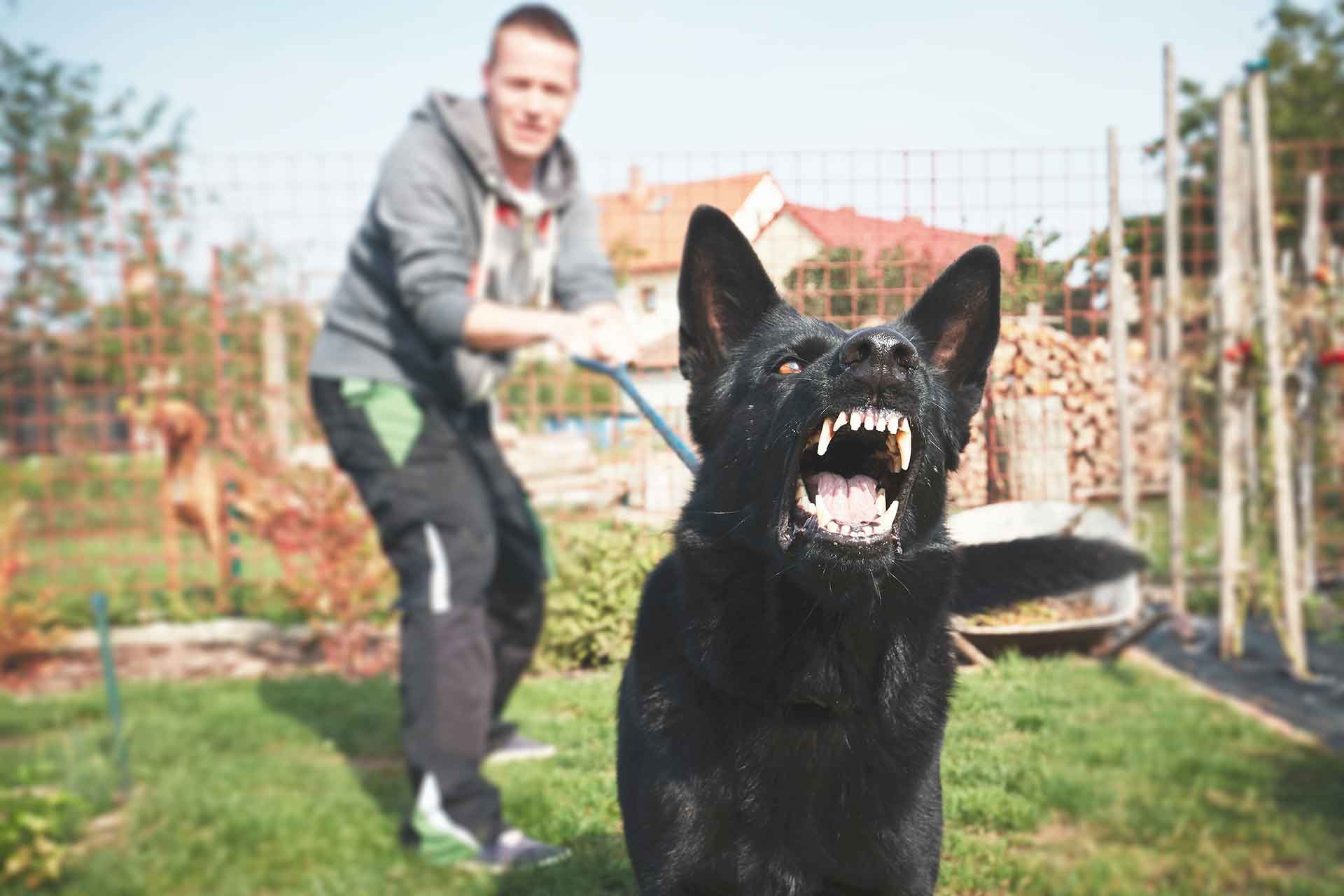 Cani aggressivi, come fare e a chi rivolgersi