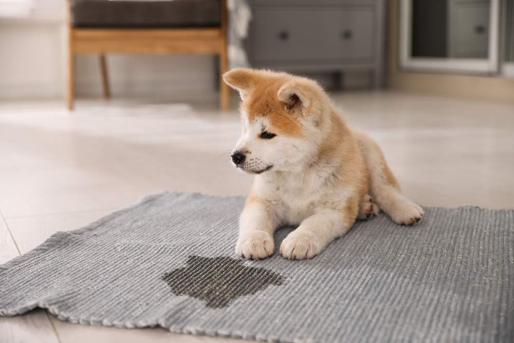 6 consigli per impedire al tuo cane di fare pipì in casa