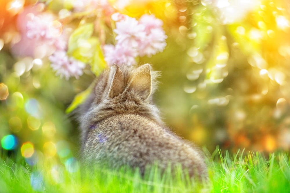 Come allontanare gli animali selvatici dal tuo giardino