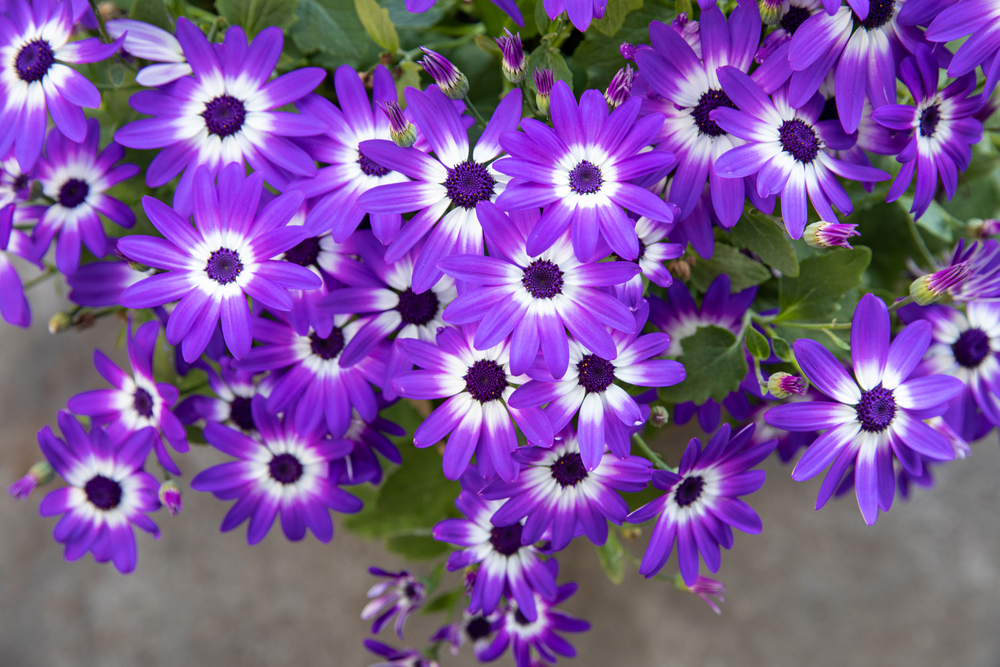 Le più belle piante fiorite di primavera