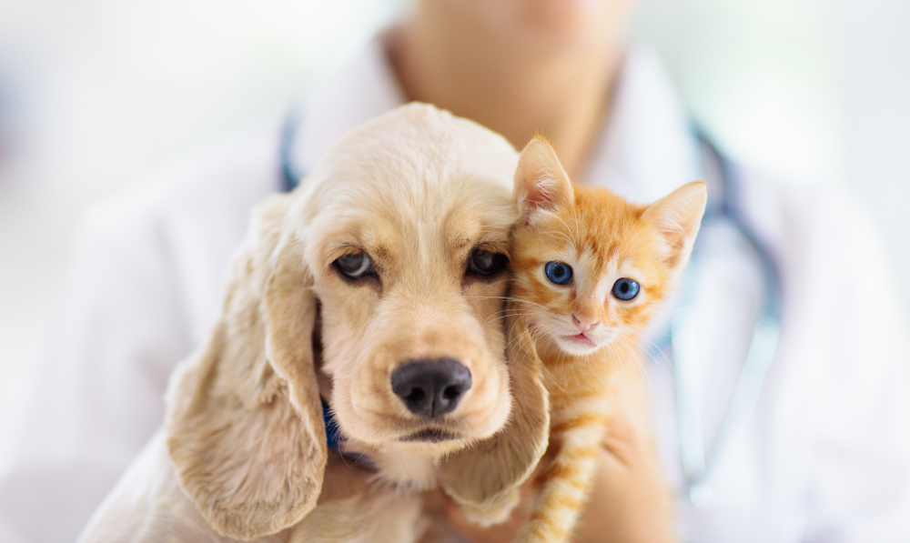 Il tuo animale domestico inquina: 5 modi per ridurre l'impronta ambientale