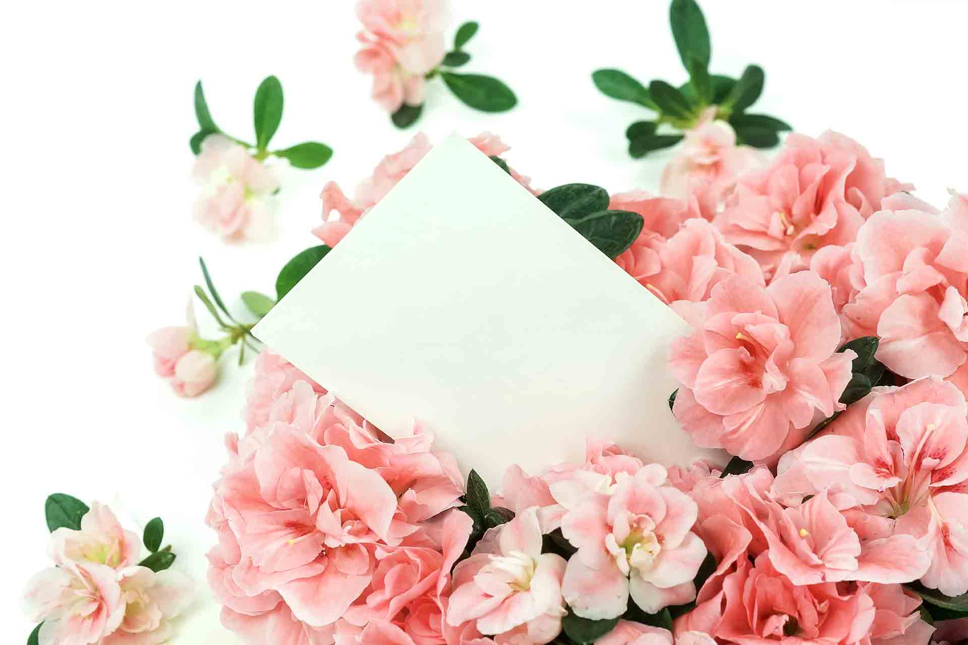 Perché l'azalea è il fiore della festa della mamma?