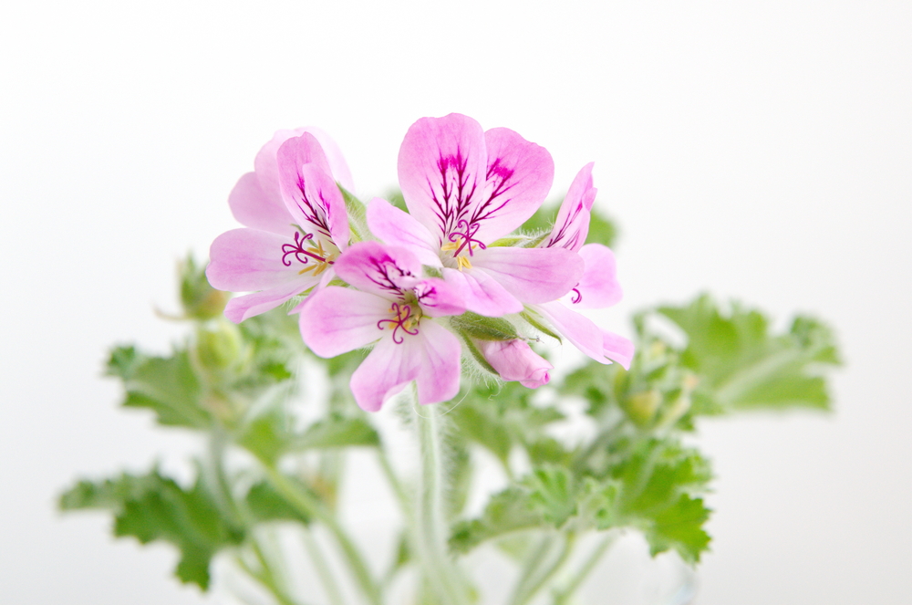 Come profumare la casa d’estate con le piante