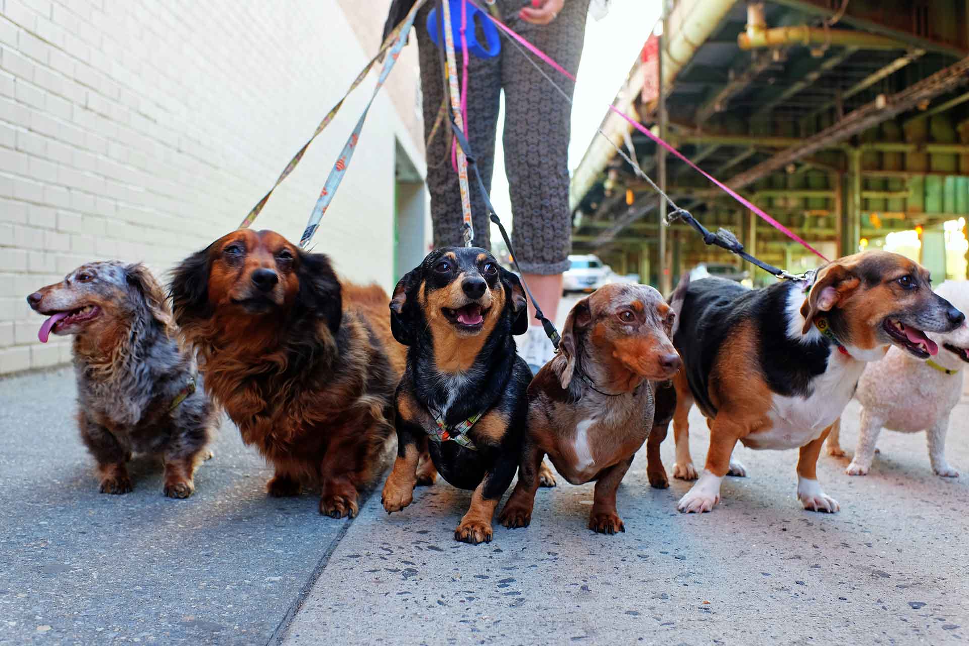 Come diventare dog walker