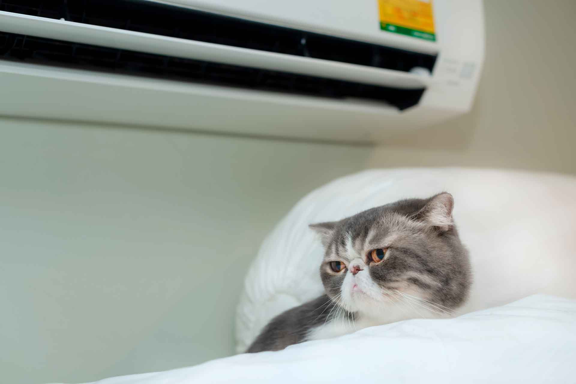 Aria condizionata e animali domestici, come proteggere i pets