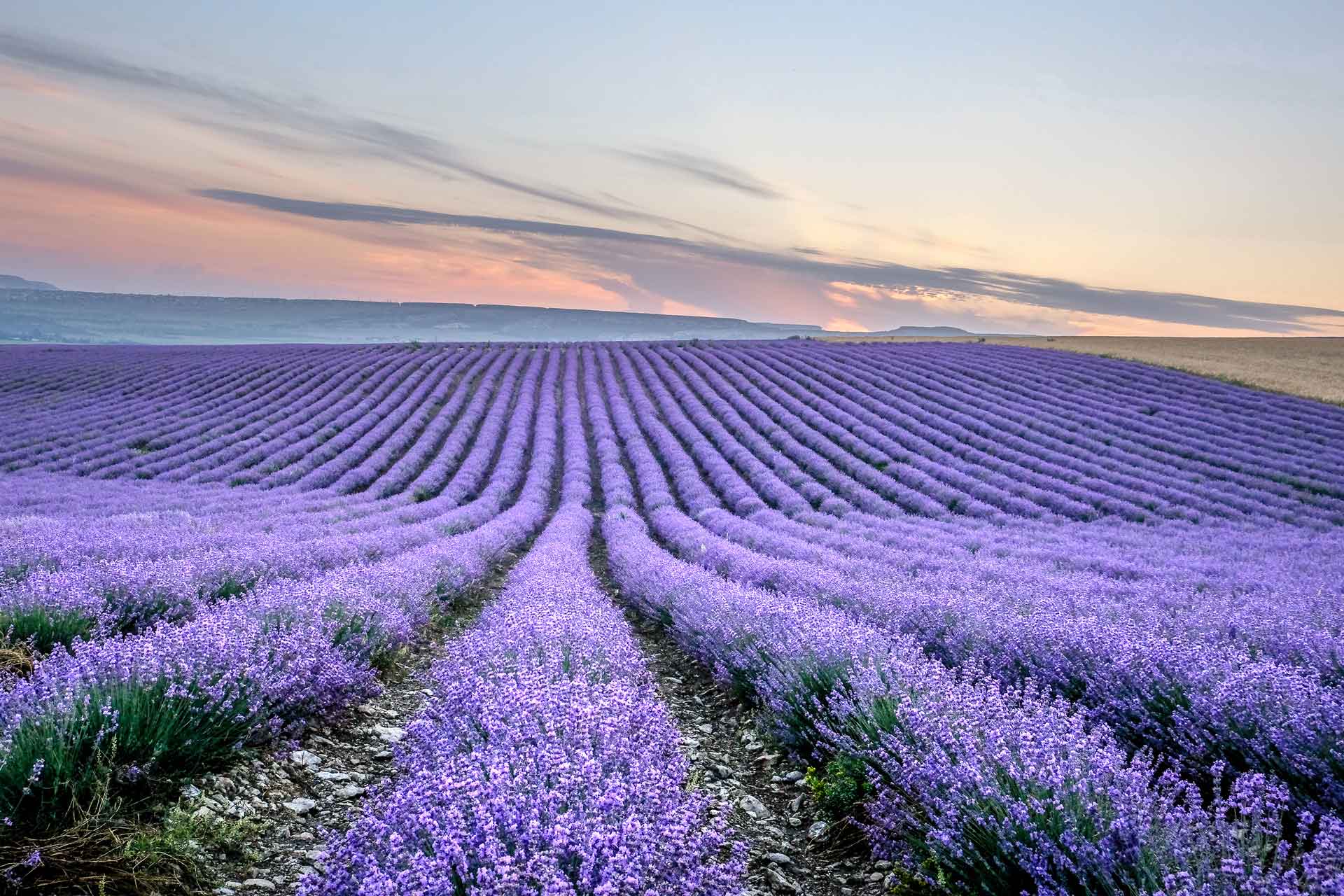 Dove e quando andare a vedere i campi di lavanda in Provenza